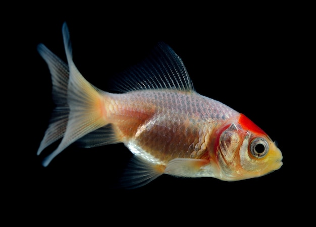 Goldfish on black background