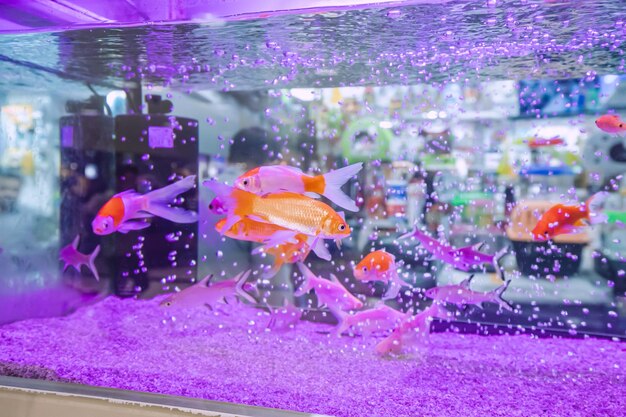 Goldfish can recognize their owners and even become quite interactive with them