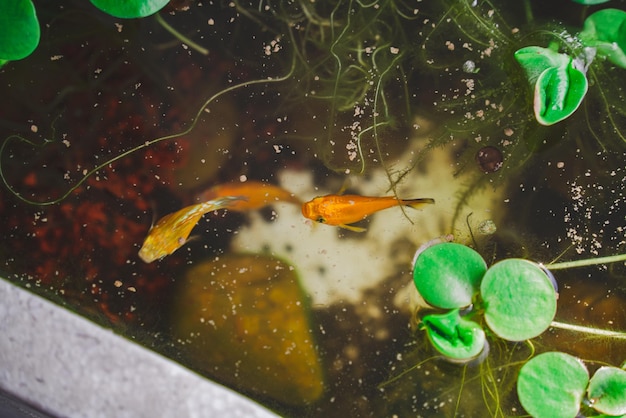 Goldfish eating food in in aquarium