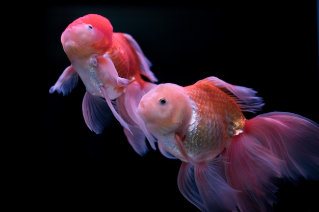 Pesce rosso in un acquario