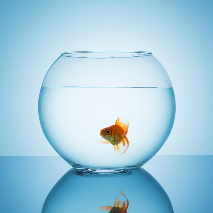 Photo a goldfish in a fishbowl glass looks interested on blue background. taken in studio with a 5d mark iii.