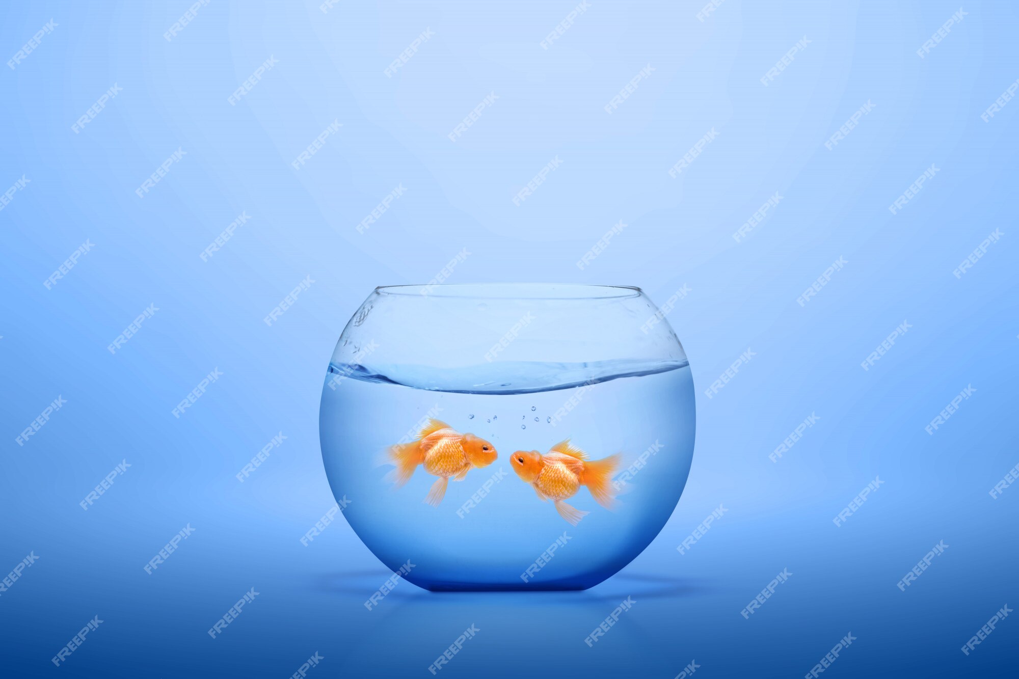 Premium Photo | Goldfish in the fishbowl