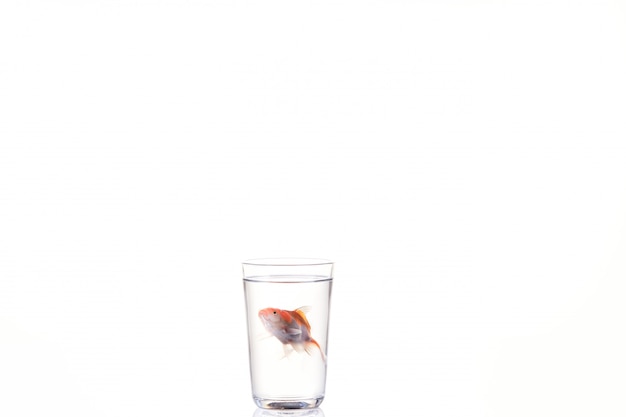 Goldfish floating in glass water on white