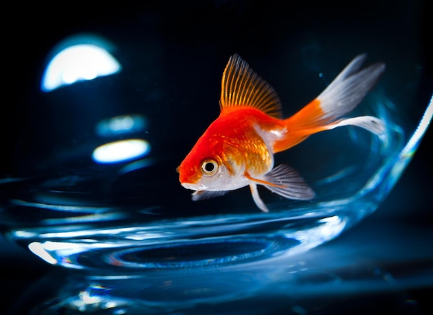 goldfish floats in an aquarium on a dark background