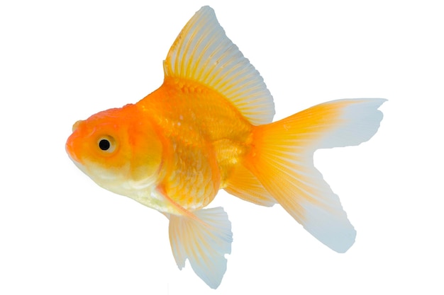 Goldfish in front of a white background single goldfish animal isolated on white background