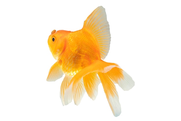 Goldfish in front of a white background Swimming characteristics