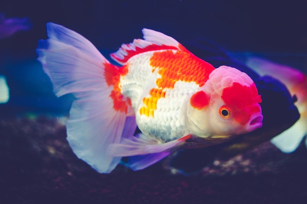 Goldfish in a glass cabinet.