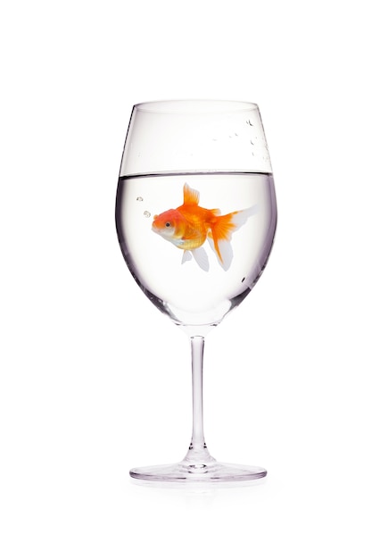 Goldfish in a glass of wine with water isolated on a white background.