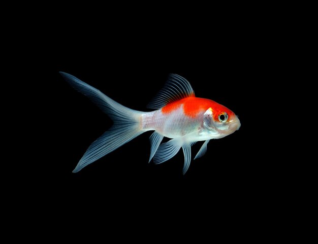 Foto pesce rosso isolato su sfondo nero