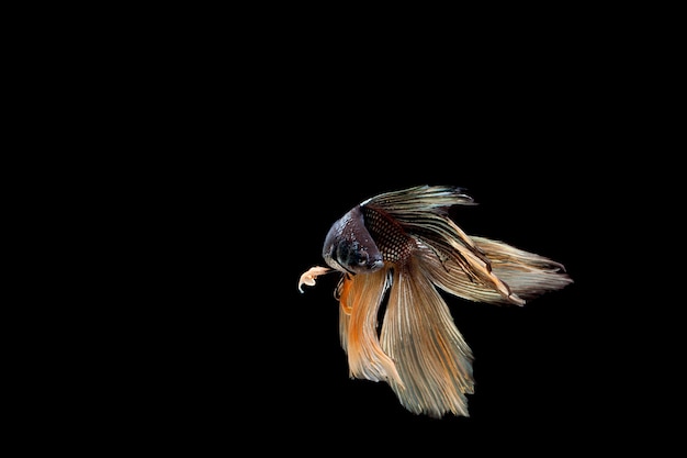 Goldfish isolated on black background