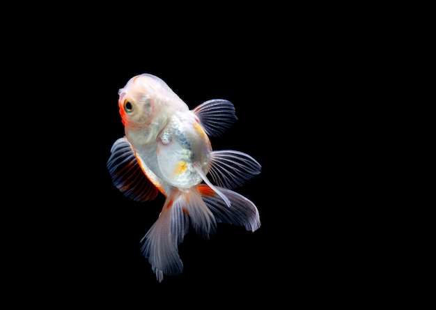 Pesce rosso isolato su sfondo nero