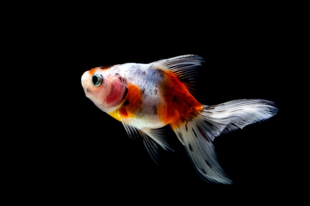 Pesce rosso isolato su uno sfondo nero