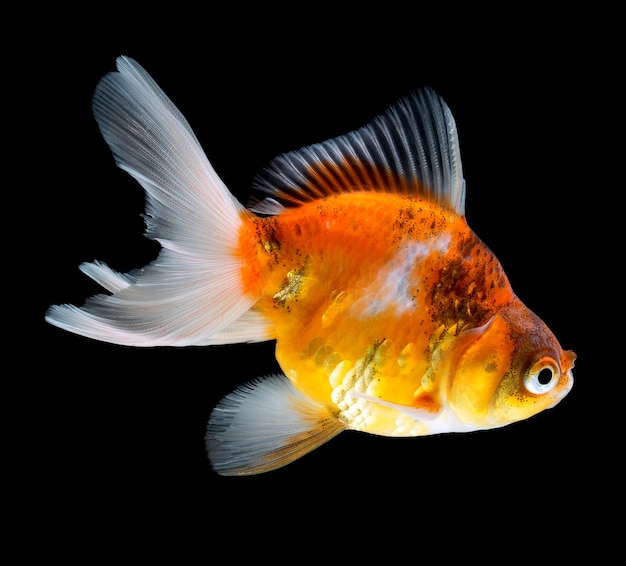 Goldfish isolated on black background