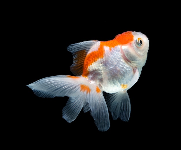 Goldfish isolated on black background