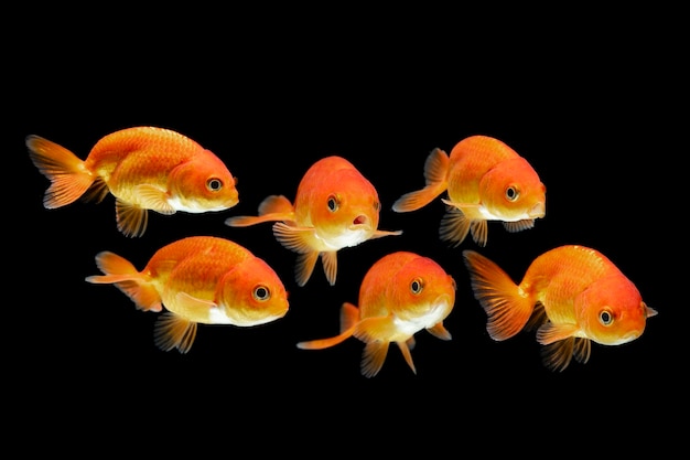 goldfish isolated on black background