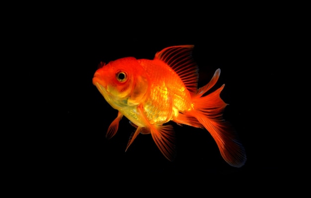 Goldfish isolated on black 