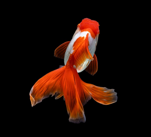 Goldfish isolated on a dark black background different colorful Carassius auratus in the aquarium