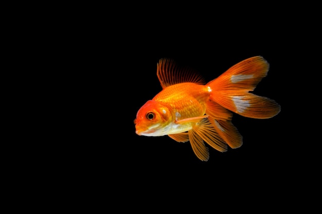 Goldfish isolated on a dark black background. different colorful Carassius auratus in the aquarium