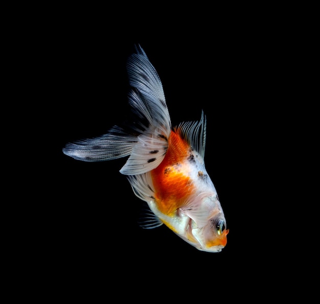 Золотая рыбка, изолированных на темно-черном фоне