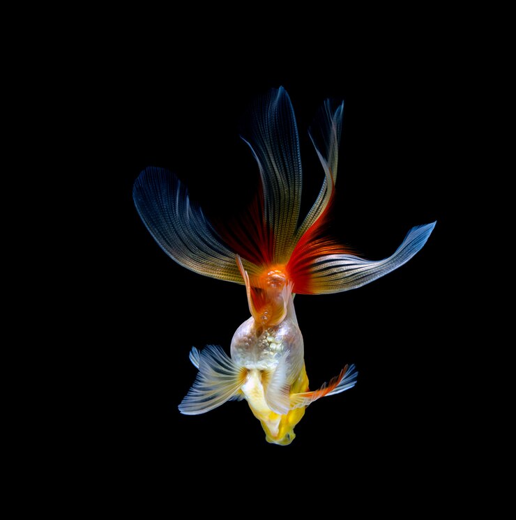 金魚は暗い黒の背景に分離