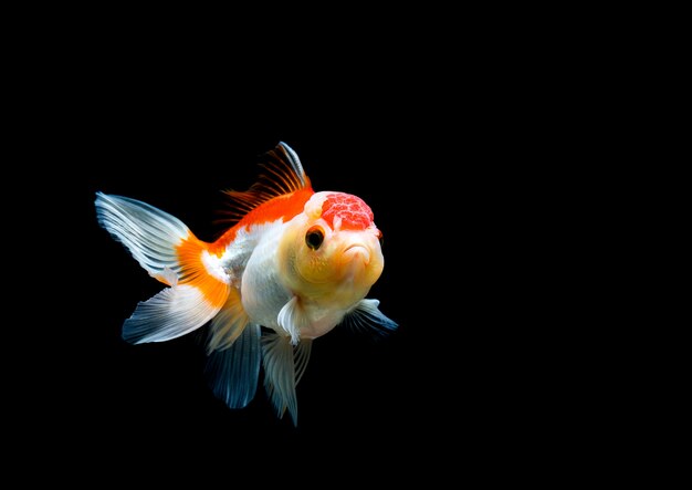 Goldfish isolated on a dark black background