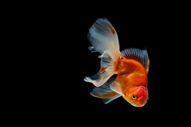 Goldfish isolated on a dark black background