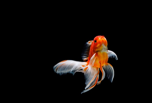 Goldfish isolated on a dark black background