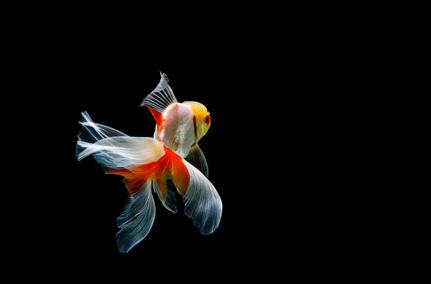 Goldfish isolated on a dark black background