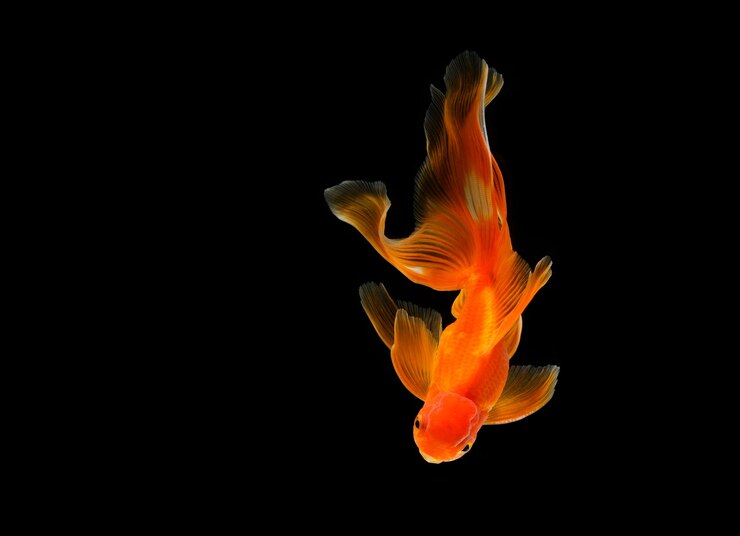暗い黒の背景に分離された金魚