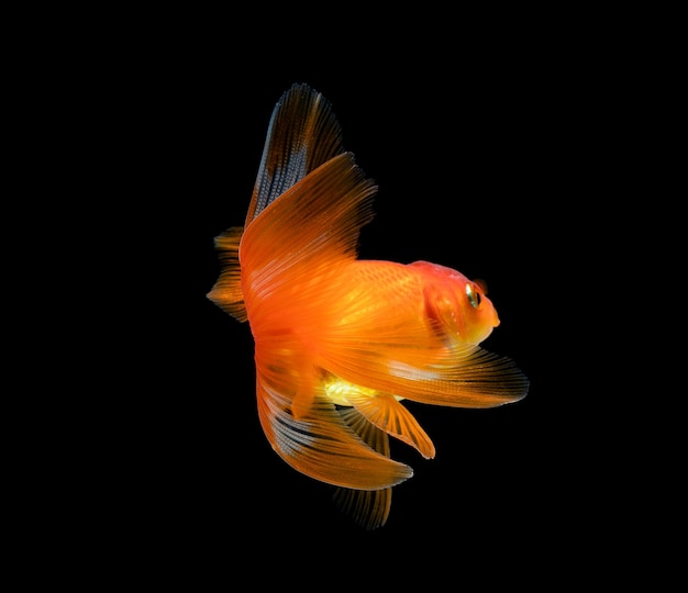 Goldfish isolated on a dark black background