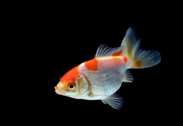 Goldfish isolated on a dark black background