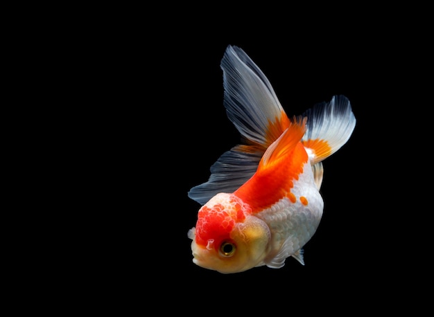 Goldfish isolated on a dark black background