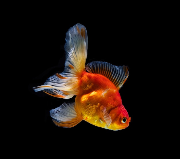 Goldfish isolated on a dark black background