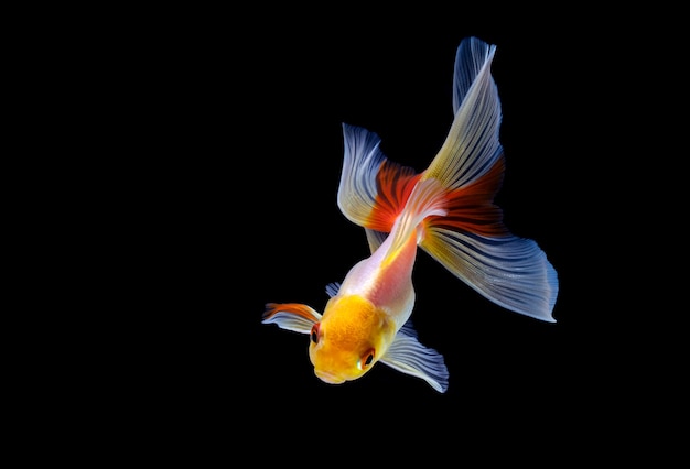 goldfish isolated on a dark black background