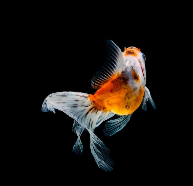 Goldfish isolated on a dark black background