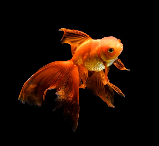 Goldfish isolated on a dark black background