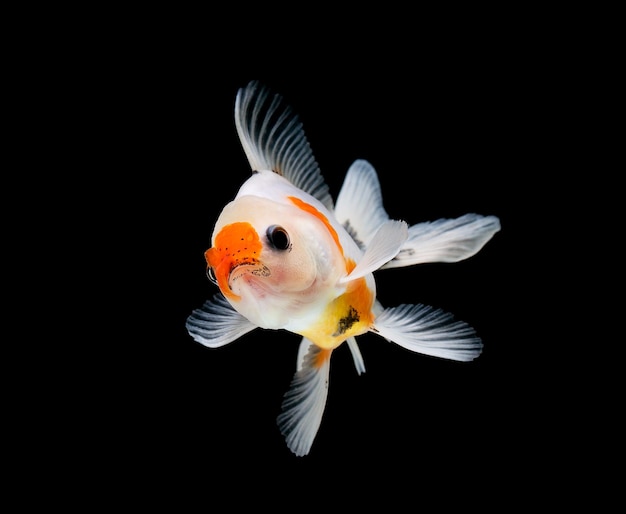 Goldfish isolated on a dark black background