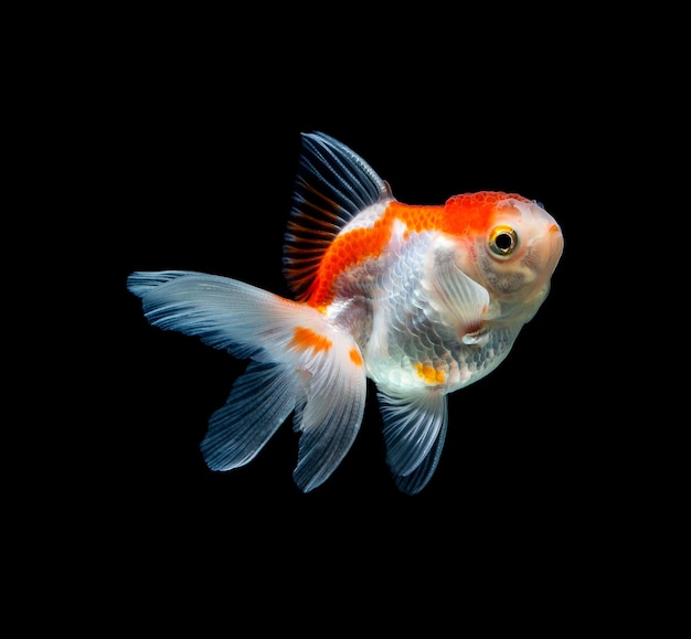 Goldfish isolated on a dark black background