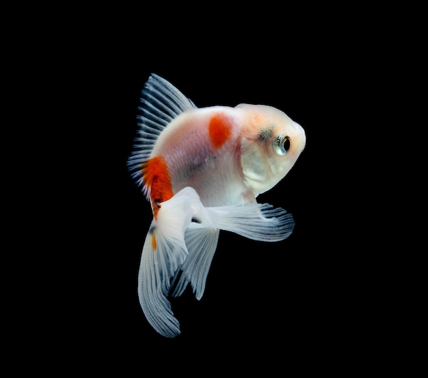 Goldfish isolated on a dark black background