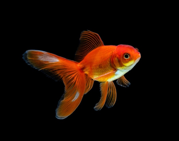 Goldfish isolated on a dark black background