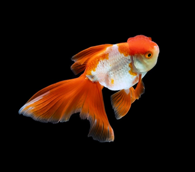 Goldfish isolated on a dark black background