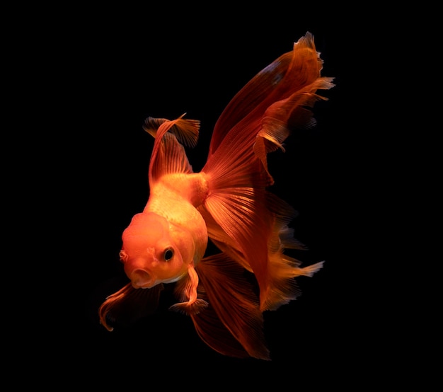 Goldfish isolated on a dark black background