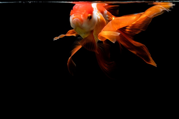 Goldfish isolated on a dark black background