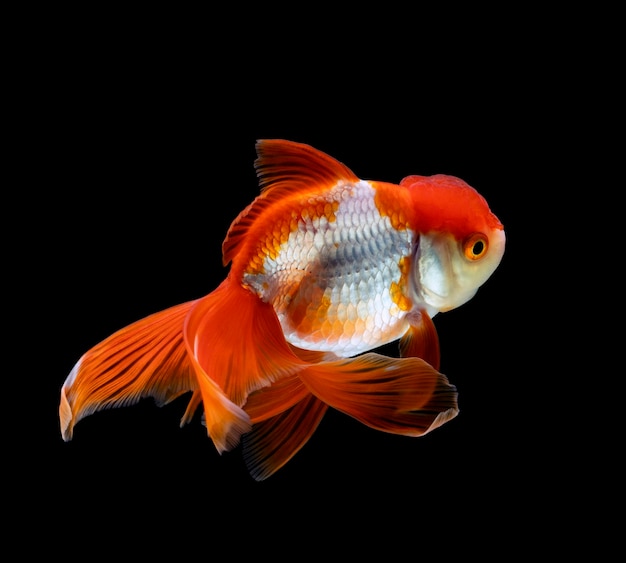 Goldfish isolated on a dark black background