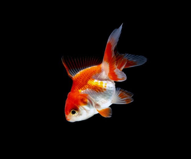 Goldfish isolated on a dark black background