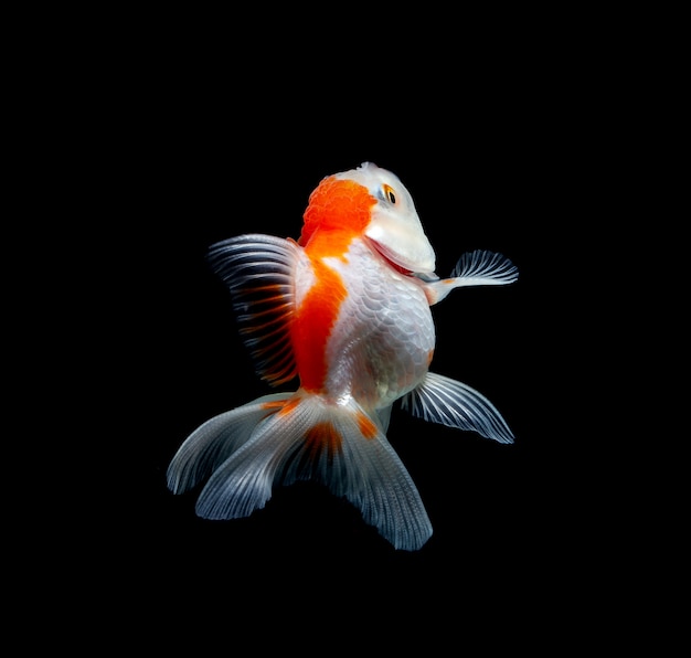 Goldfish isolated on a dark black background