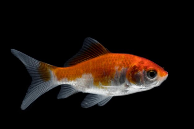 goldfish isolated on a dark black background