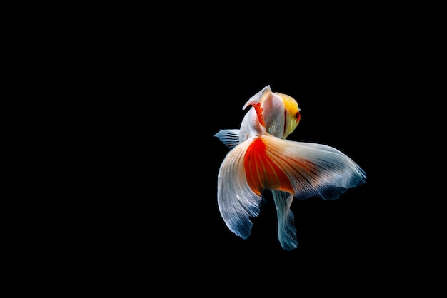 金魚は暗い黒い空間に分離されました。水族館で異なるカラフルなCarassius auratus