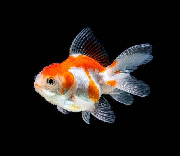 Goldfish isolated on a dark black space