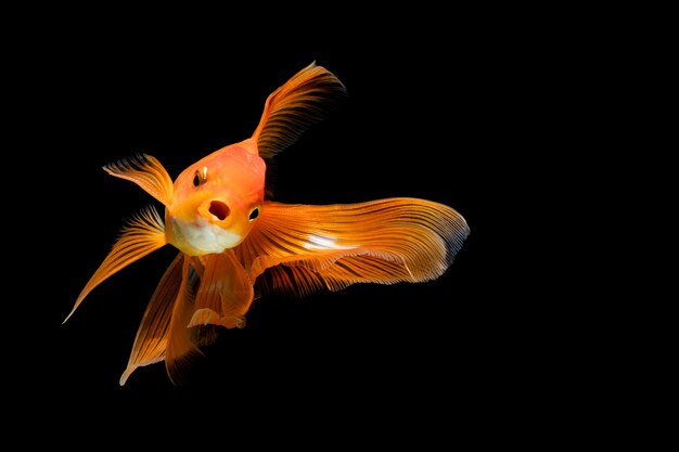 Goldfish isolated on a dark black wall